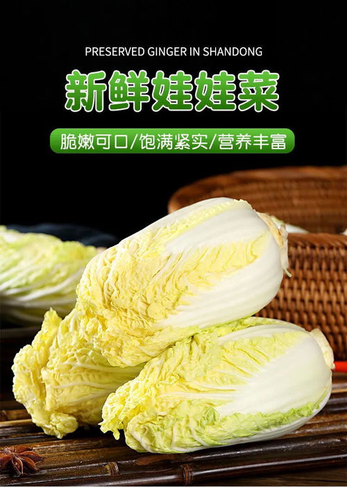 探秘精品黃心娃娃菜 冬季健康首選的美味密碼