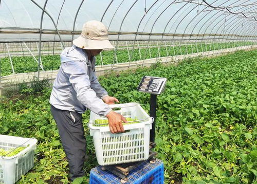 夏季地產蔬菜穩保供，保障市民餐桌“鮮”味不斷檔