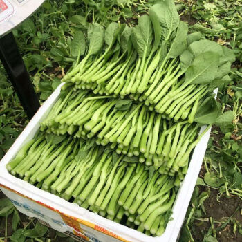 露天菜心 田園美味，新鮮到家
